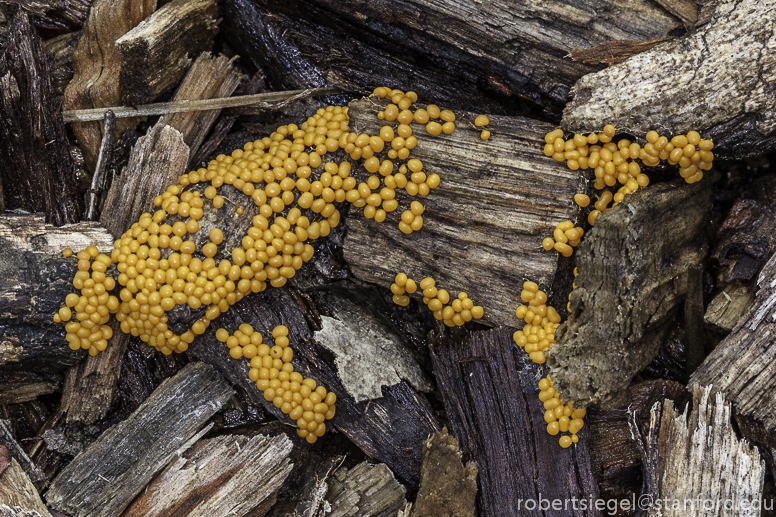 slime mold